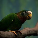 Jamaica Explorer: Your Ultimate Travel Guide to Beaches, Culture, and Thrilling Adventures