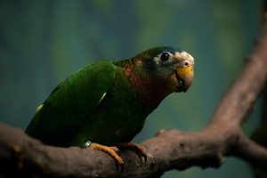 Jamaica Explorer: Your Ultimate Travel Guide to Beaches, Culture, and Thrilling Adventures